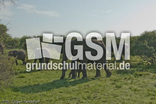 Afrikanischer Elefant (88 von 131).jpg